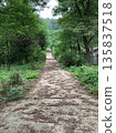 綠色包圍的道路 135837518