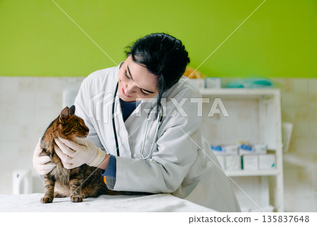 Gentle Veterinarian Examines Cat With Stethoscope In Clinic For Compassionate Care Gentle Veterinarian Examines Cat With Stethoscope In Clinic For Compassionate Care 135837648