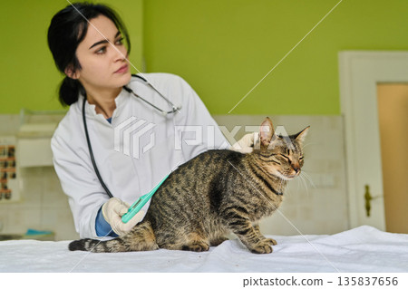 Cat Receives Veterinary Examination From Female Veterinarian With Stethoscope In Bright Green Clinic 135837656