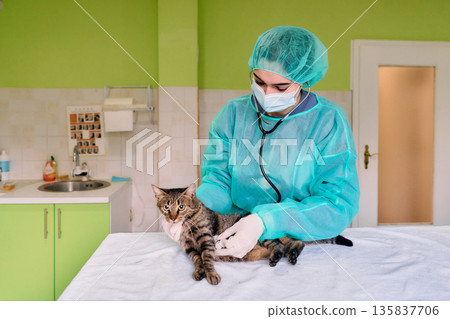 Compassionate Veterinarian Examining Cat In Modern Green Clinic With Stethoscope And Gloves Compassionate Veterinarian Examining Cat In Modern Green Clinic With Stethoscope And Gloves 135837706