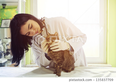 Caring Veterinarian Examines Cat in Bright Clinic with Gentle Stethoscope Care During Checkup Today for Pet Health Assessment 135837709