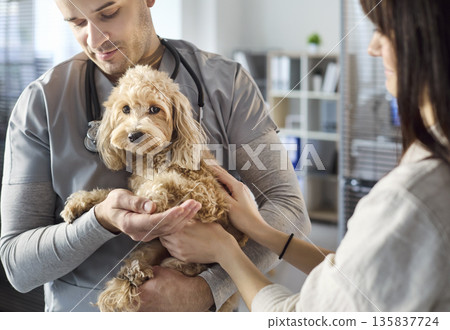 Caring veterinarian holding small doodle dog during checkup with owner at clinic 135837724