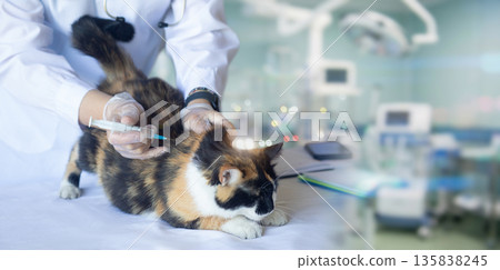 Vet administers vaccine to cat. Vet administers vaccine to cat. 135838245