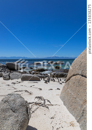 Colony of African spectacled penguins on Boulders Beach, South Africa. Wildlife and nature conservation concept. Tourist destination for travel. Colony of African spectacled penguins on Boulders Beach, South Africa. Wildlife and nature conservation concept. Tourist destination for travel. 135838275