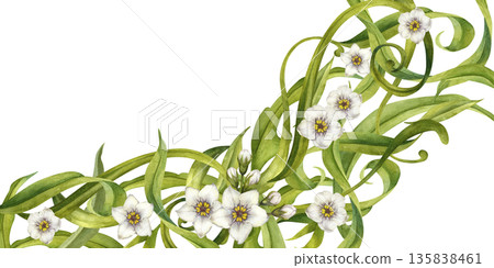 Abstract floral frame with swirling green leaves and white flowers. Watercolor botanical illustration template for wedding invitations, spring and summer holidays, eco-design, stationery, scrapbook Abstract floral frame with swirling green leaves and white flowers. Watercolor botanical illustration template for wedding invitations, spring and summer holidays, eco-design, stationery, scrapbook 135838461