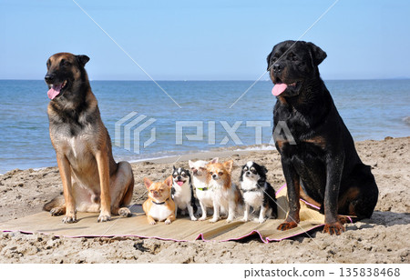 chihuahuas, malinois , rottweiller and beach 135838468