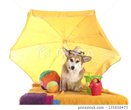 Pembroke Welsh Corgi 135838473
