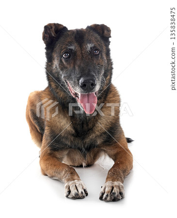 malinois in studio malinois in studio 135838475