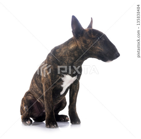 miniature bull terrier in studio miniature bull terrier in studio 135838484