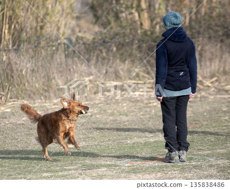 obedience training with a golden retriever 135838486