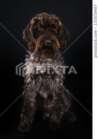 Wirehaired Pointing Griffon Wirehaired Pointing Griffon 135838487