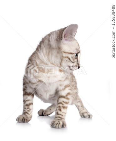 bengal kitten in studio bengal kitten in studio 135838488
