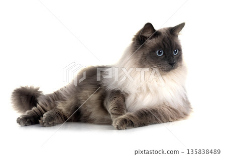 siberian cat in studio siberian cat in studio 135838489