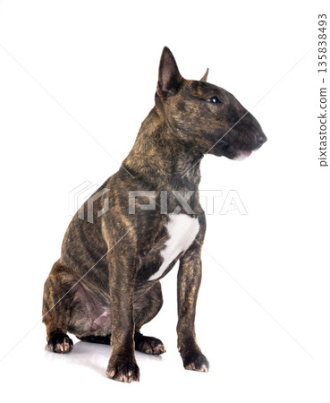miniature bull terrier in studio miniature bull terrier in studio 135838493