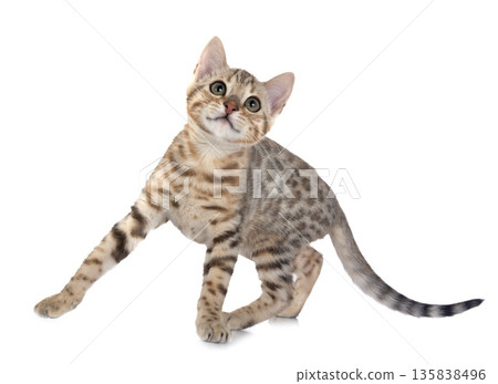 bengal kitten in studio 135838496