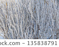 Hoarfrost covering tree branches creating intricate patterns, showing extreme cold winter weather conditions and natural beauty 135838791