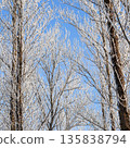 Bare trees coated in white hoarfrost against a clear blue sky, showing a serene winter day 135838794