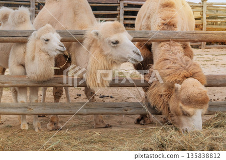 Family of white camels. Exotic animals eating hay at the zoo. Keeping wild animals in zoological parks. Family of white camels. Exotic animals eating hay at the zoo. Keeping wild animals in zoological parks. 135838812