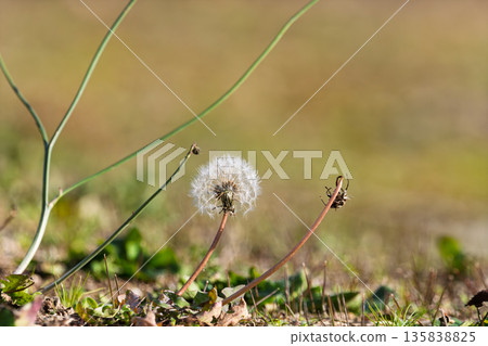 春日田野裡，蒲公英的絨毛和柔和的陽光。 135838825
