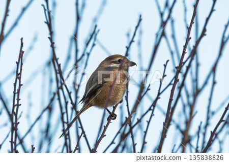 一隻冬伯勞棲息在樹枝上，環顧四周。 135838826