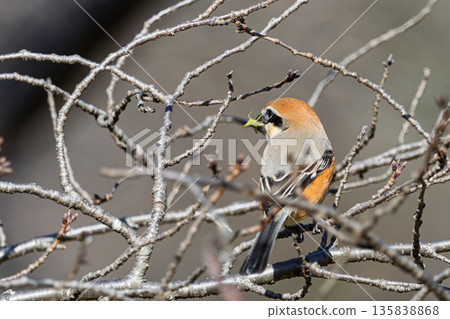 A shrike perched on a branch after capturing prey 135838868