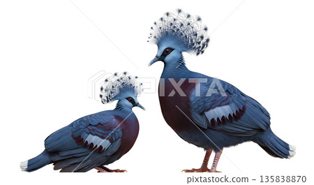 A blue Victoria Crowned Pigeon and its chick are shown together with elegant features. Both birds display striking colors and unique crown-like feathers. They are isolated on a clear background. 135838870