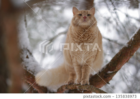 Domestic Ginger Cat Among Frosted Pine Needles on Snowy Branches, Seasonal Outdoor Exploration in Quiet Winter Forest 135838973