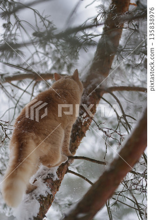 Domestic Ginger Cat Among Frosted Pine Needles on Snowy Branches, Seasonal Outdoor Exploration in Quiet Winter Forest 135838976