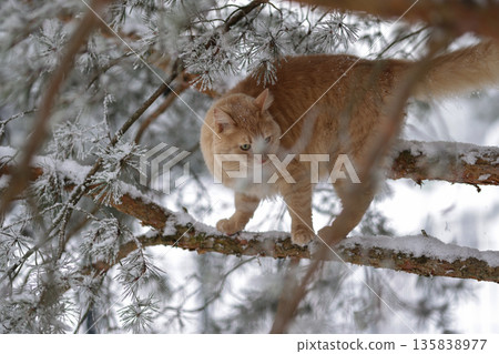 Domestic Ginger Cat Among Frosted Pine Needles on Snowy Branches, Seasonal Outdoor Exploration in Quiet Winter Forest Domestic Ginger Cat Among Frosted Pine Needles on Snowy Branches, Seasonal Outdoor Exploration in Quiet Winter Forest 135838977