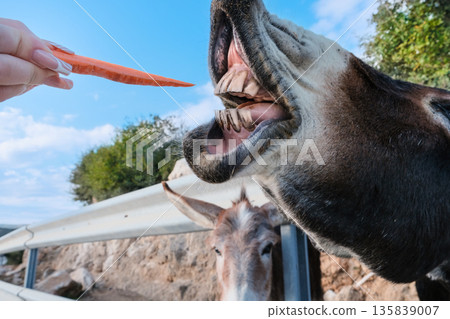 Wild Cypriot donkeys being fed carrots by tourists on the Karpas Peninsula in Cyprus, Wild Cypriot donkeys being fed carrots by tourists on the Karpas Peninsula in Cyprus, 135839007