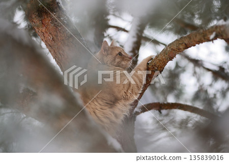 Domestic Ginger Cat Among Frosted Pine Needles on Snowy Branches, Seasonal Outdoor Exploration in Quiet Winter Forest Domestic Ginger Cat Among Frosted Pine Needles on Snowy Branches, Seasonal Outdoor Exploration in Quiet Winter Forest 135839016