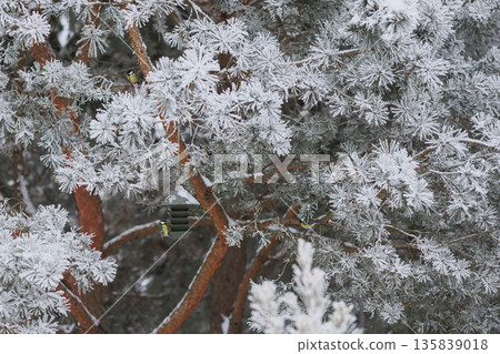 Winter bird feeding in frosted pines with contemporary feeder. Winter wildlife care conept. 135839018