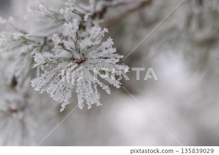 pine needles covered in snow 135839029