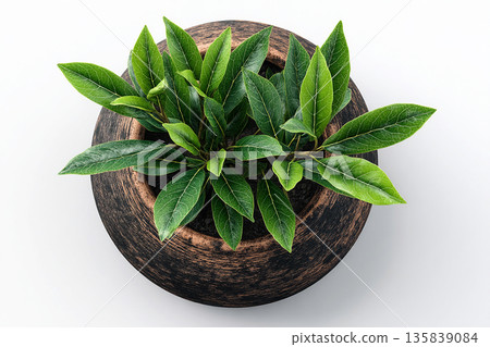 Perfect for a home decor companies. Top view. Bay leaf plant with glossy leaves in pot on a white background. 135839084