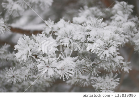 snow covered pine needles covered in snow snow covered pine needles covered in snow 135839090