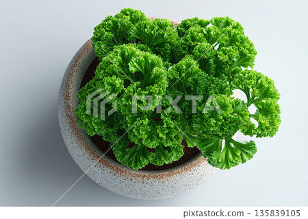 Small space garden. Top view. Parsley plant with curly leaves in pot on a white background. Small space garden. Top view. Parsley plant with curly leaves in pot on a white background. 135839105
