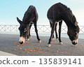 Wild Cypriot donkeys being fed carrots by tourists on the Karpas Peninsula in Cyprus, 135839141