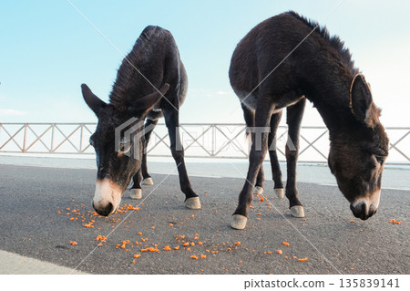 Wild Cypriot donkeys being fed carrots by tourists on the Karpas Peninsula in Cyprus, Wild Cypriot donkeys being fed carrots by tourists on the Karpas Peninsula in Cyprus, 135839141