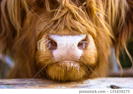 A detailed close-up of a Highland cow muzzle with long, shaggy brown hair hanging over its eyes. The authentic unique character of this Scottish breed. Farming, nature, farm animal portraits theme. A detailed close-up of a Highland cow muzzle with long, shaggy brown hair hanging over its eyes. The authentic unique character of this Scottish breed. Farming, nature, farm animal portraits theme. 135839275