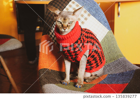 A grumpy-looking Canadian Sphynx cat is cozy in a stylish red black patterned sweater on a patchwork chair Authentic indoor shot captures the unique personality of a feline pet in cold weather fashion A grumpy-looking Canadian Sphynx cat is cozy in a stylish red black patterned sweater on a patchwork chair Authentic indoor shot captures the unique personality of a feline pet in cold weather fashion 135839277