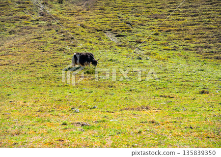 Wild Yak grazing on green spring meadow in Altai mountains Russia. Majestic animal in natural Siberian mountain landscape Wild Yak grazing on green spring meadow in Altai mountains Russia. Majestic animal in natural Siberian mountain landscape 135839350
