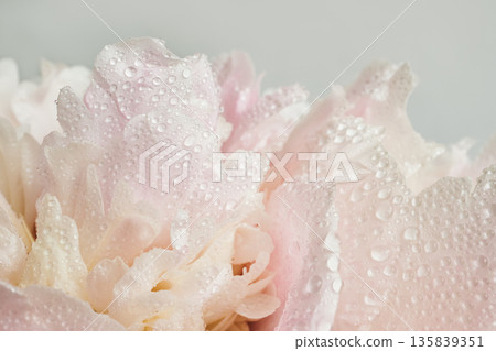 Pink peony petals with water drops macro close up on soft light background 135839351