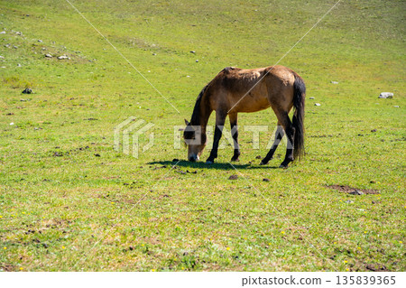 Horse grazing on meadow in Altai mountains Russia. Free roaming animal in natural Siberian highland landscape. 135839365
