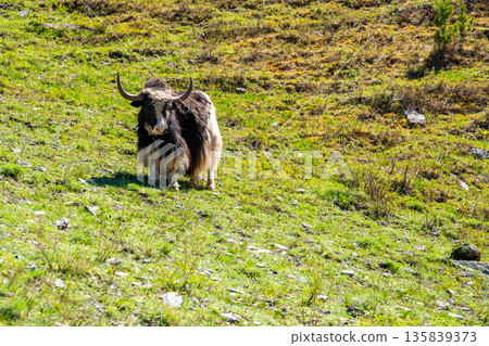 Wild Yak grazing on green spring meadow in Altai mountains Russia. Majestic animal in natural Siberian mountain landscape Wild Yak grazing on green spring meadow in Altai mountains Russia. Majestic animal in natural Siberian mountain landscape 135839373