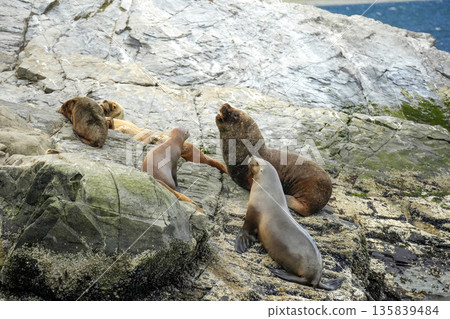 Patagonia sea lions colony on lighthouse rock of Hushuaia Argentina Beagle Channel 135839484