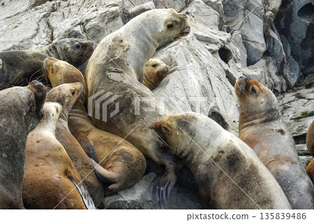 Patagonia sea lions colony on lighthouse rock of Hushuaia Argentina Beagle Channel Patagonia sea lions colony on lighthouse rock of Hushuaia Argentina Beagle Channel 135839486