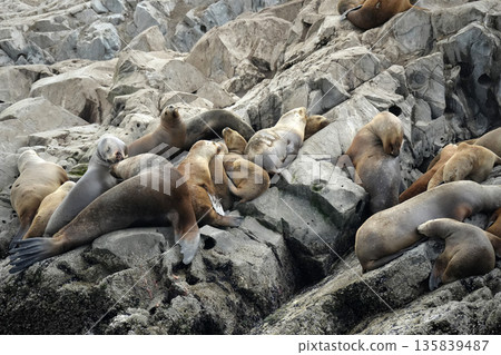 Patagonia sea lions colony on lighthouse rock of Hushuaia Argentina Beagle Channel 135839487