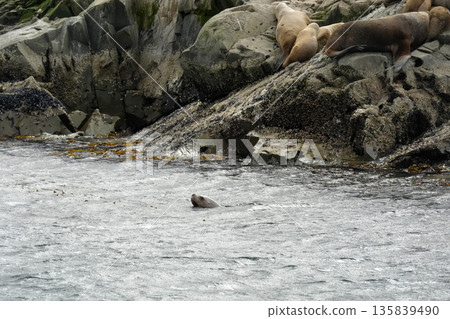 Patagonia sea lions colony on lighthouse rock of Hushuaia Argentina Beagle Channel Patagonia sea lions colony on lighthouse rock of Hushuaia Argentina Beagle Channel 135839490