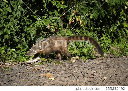 Wild Coati in Iguazu falls Wild Coati in Iguazu falls 135839492