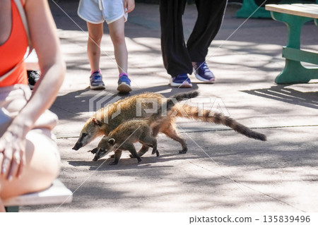 Wild Coati mother and baby in Iguazu falls walking between the tourist Wild Coati mother and baby in Iguazu falls walking between the tourist 135839496